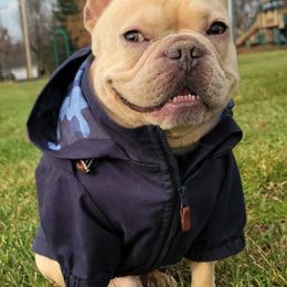 French Bulldogs from ETQ French Bulldogs