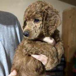 Heart - Red  female Poodle puppy in Stanley, Wisconsin from McJare's Puppy Palace