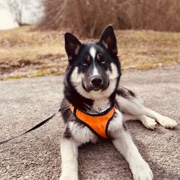 Kobah - Siberian Husky