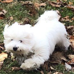 Charlie - Coton de Tulear