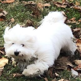 Charlie - Coton de Tulear