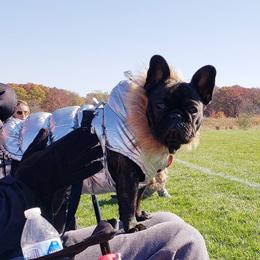 French Bulldog Puppies from Legend French Bulldogs