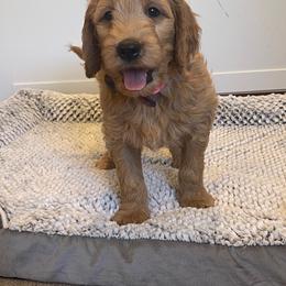 Honeybun - Apricot female Goldendoodle puppy in Sugarcreek, Ohio from True Hearted Doodles