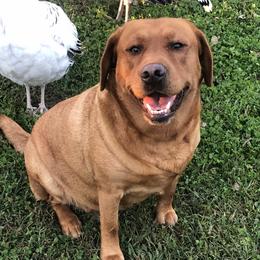 Desi - Labrador Retriever