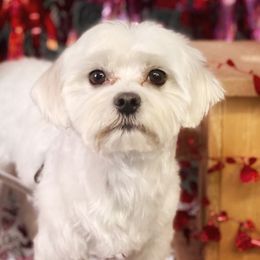 Maltese from Magnificent Maltese