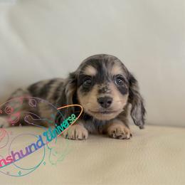 Milkyway - Dapple male Dachshund puppy in Peyton, Colorado from Dachshund Universe