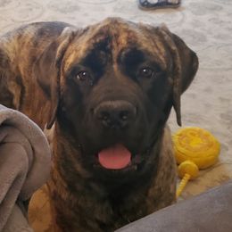 Cholula  - Mastiff