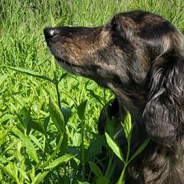 Dachshunds and Labradoodles from Ari's Labradoodles