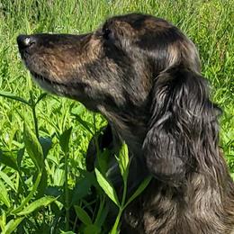 Dachshunds and Labradoodles from Ari's Labradoodles
