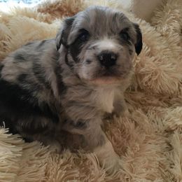 Australian Shepherd Puppies from Hammer Aussies
