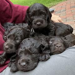 Boykin Spaniels from Riehl’s Boykin Spaniels