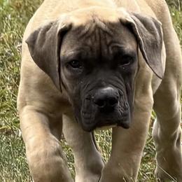 Boerboels from Mass Boerboels