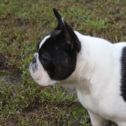 French Bulldog Puppies from Yukon Golden French Bulldogs