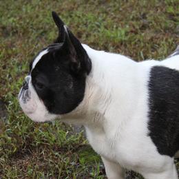 French Bulldog Puppies from Yukon Golden French Bulldogs