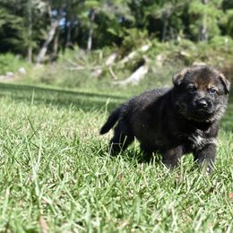 German Shepherd Puppies from Fürstenpalast German Shepherds