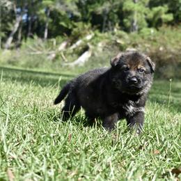 German Shepherd Puppies from Fürstenpalast German Shepherds