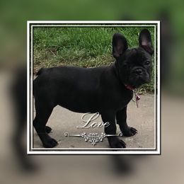 French Bulldog Puppies from Bully For You Kennels