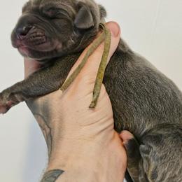 Grey collar - Blue female Great Dane puppy in Warren, Ohio from Loyal-Loves Great Danes