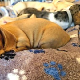 Dachshund Puppies from Costal Cream Doxies