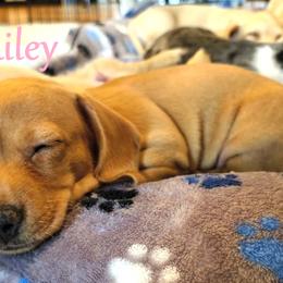 Dachshund Puppies from Costal Cream Doxies