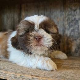 Bruno - Liver and white male Shih Tzu puppy in Mountain Grove, Missouri from Precious Puppies