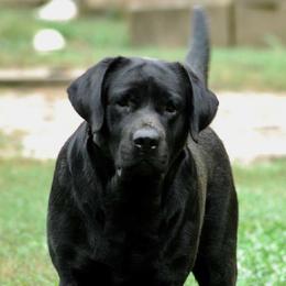Labrador Retrievers from Tamerlane Labradors