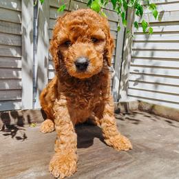 Pursuit - Red  male Goldendoodle puppy in Everett, Washington from Big Top Doodles