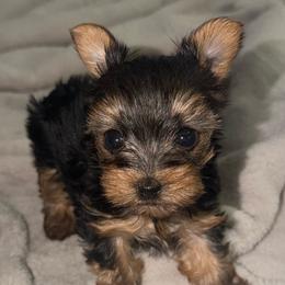 Mia - Black and tan female Yorkshire Terrier puppy in Surprise, Arizona from Blooming Beauties 🌼