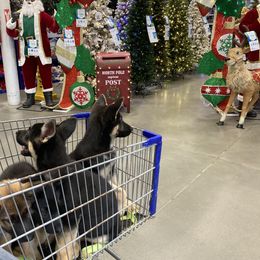 German Shepherd Puppies from Celtic Rose German Shepherds