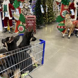 German Shepherd Puppies from Celtic Rose German Shepherds