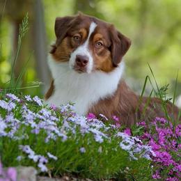Beatrix - Australian Shepherd