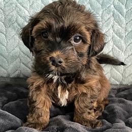 Havapoo puppies from Reining Glory Acres