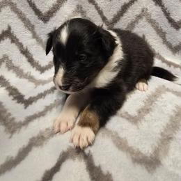 Rocky Road - Black white and tan male Shetland Sheepdog puppy in Wapello, Iowa from Willow Rayne shelties and more