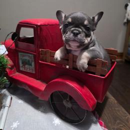 Maggie - Blue fawn female French Bulldog puppy in Manchester, Iowa from Stogdill's Baby Bullies