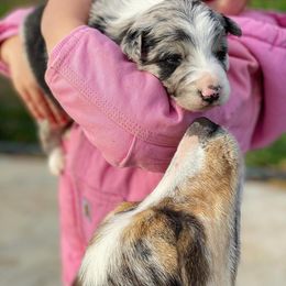 Border Collie Puppies from Chasing Dreams Border Collies