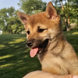 Wade - Red male Shiba Inu puppy in Carpentersville, Illinois from Veronika's Shiba Inus