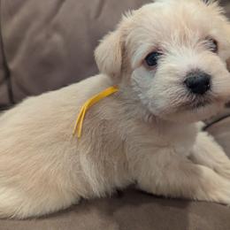 Baby boy 6 - yellow collar - Wheaten male Miniature Schnauzer puppy in Eupora, Mississippi from Mississippi Mini Schnauzers