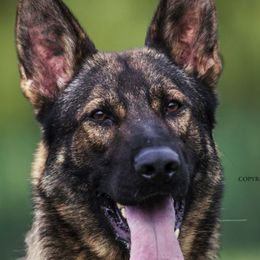 Cap - German Shepherd