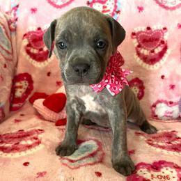 Ashley-light pink - Brindle female Companion Cross puppy in Calimesa, California from Teakwoodpoodleofsocal