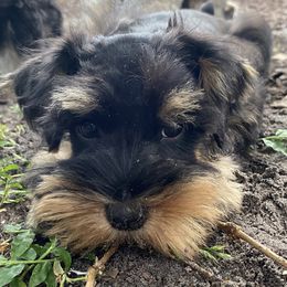 Miniature Schnauzer Puppies from Tamed by Emmy (Emariella’s Miniature Schnauzers)