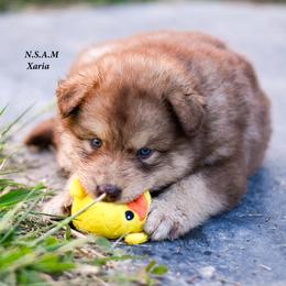 Alaskan Malamute Puppies from North Shore Alaskan Malamutes