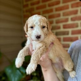Sugar - Red female Bernedoodle puppy in Denver, Pennsylvania from Greenview Puppies
