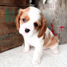 Finn - Blenheim male Cavalier King Charles Spaniel puppy in Highland, Utah from Furever Cavaliers