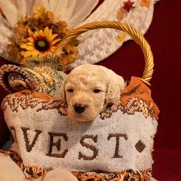 Poodle Puppies from Bella's Beauties Moyen Poodles