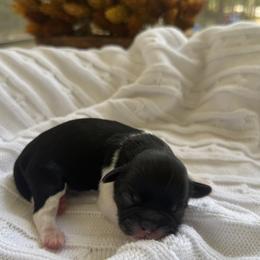 Arlo - Black and white male Shih Tzu puppy in Montgomery, Texas from Furbourne Farm