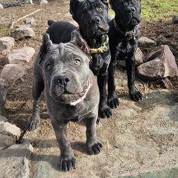 Cane Corso and Rottweiler Puppies from Hildegarde Kennels