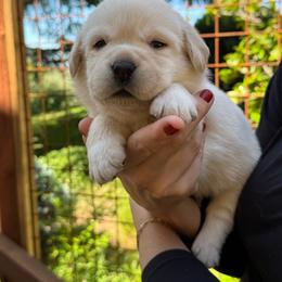 Goose - Yellow male Labrador Retriever puppy in Auburn, California from Gold Country Chihuahuas