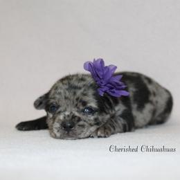 Charline - Blue merle female Chihuahua puppy in Willamina, Oregon from Cherished Chihuahuas