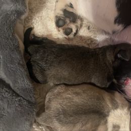 Olaf - Silver male Pug puppy in Placerville, California from Gold Leaf Farm Pugs