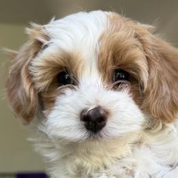 Cavapoos from Rosie’s Pups